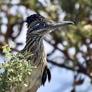 Greater Roadrunner (Geococcyx californianus)