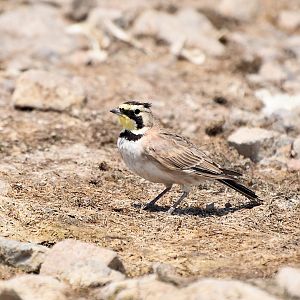 Mohave Horned Lark (Eremophila alpestris ammophila)