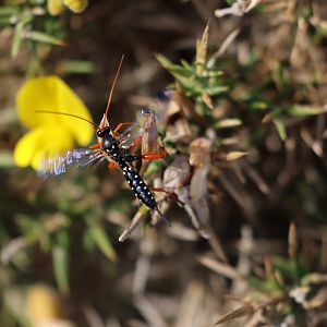 Cream-spotted Ichneumonid (Echthromorpha intricatoria), Pencarrow Coast Road (Lower Hutt, Wellington)
