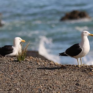 Kelp Gull (Larus dominicanus dominicanus) duo, Pencarrow Coast Road (Lower Hutt, Wellington)