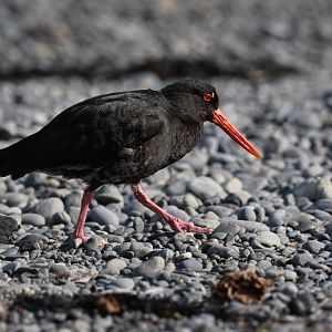 Variable Oystercatcher (Haematopus unicolor), Pencarrow Coast Road (Lower Hutt, Wellington)