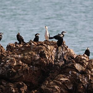 Little Shag (Microcarbo melanoleucos brevirostris) flock, Pencarrow Coast Road (Lower Hutt, Wellington)