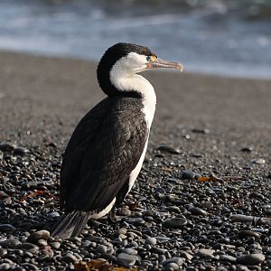 Pied Shag (Phalacrocorax varius varius), Pencarrow Coast Road (Lower Hutt, Wellington)