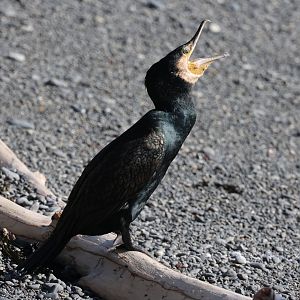 Black Shag (Phalacrocorax carbo novaehollandiae), Pencarrow Coast Road (Lower Hutt, Wellington)