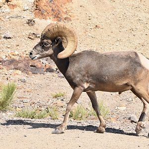 Desert Bighorn Sheep (Ovis canadensis nelsoni) male
