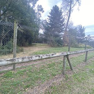 Lioness enclosure