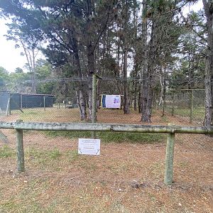 Lion enclosure holding area