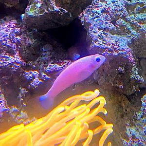 I think this fish may be a Strawberry Dottyback, but I'm not sure.
