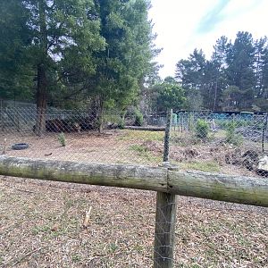 Honey badger enclosure