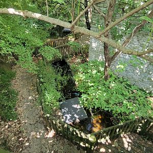 Aug. 2025 - Japanese Giant Salamander Ponds