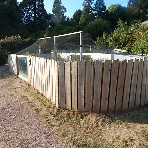 Ocellated lizard enclosure 020825