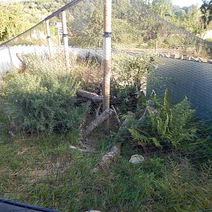 Ocellated lizard enclosure 020825
