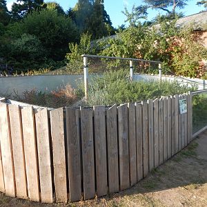 Western sand lizard enclosure 020825