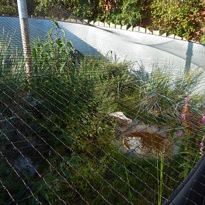 Western sand lizard enclosure 020825