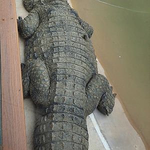 Is this a Slender-Snouted Crocodile?
