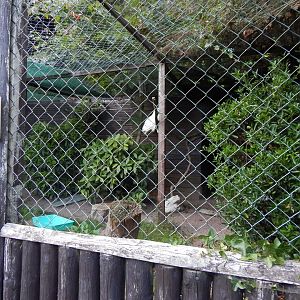 Snowy owl aviary 020825