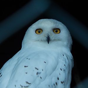 Snowy owl 020825