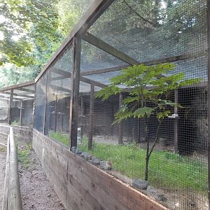 British red-billed chough aviary 020825