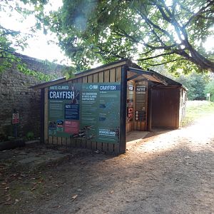 White-clawed crayfish exhibit 020825