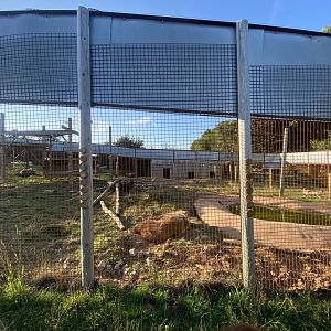 European brown bear enclosure 020825