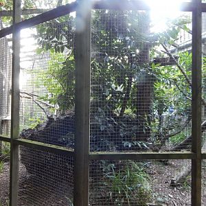 Scottish wildcat enclosure 020825