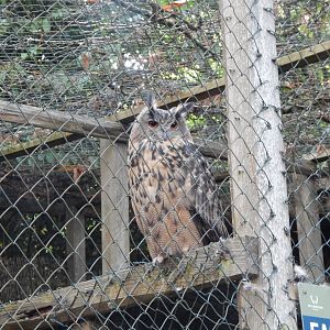 European eagle-owl 020825