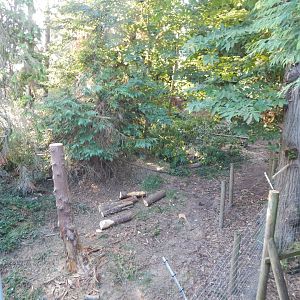 European brown bear enclosure 020825