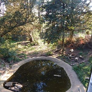 European brown bear enclosure 020825