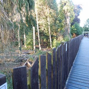 European brown bear enclosure 020825
