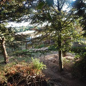 European brown bear enclosure 020825