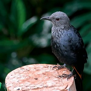 Red-winged starling (Onychognathus morio)