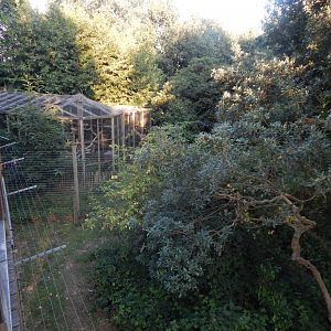 Scottish wildcat enclosure from Bear Walkway 020825