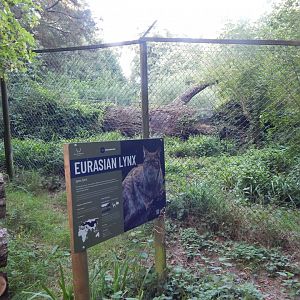 Northern lynx enclosure 020825