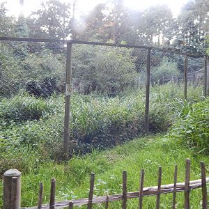 Northern lynx enclosure 020825