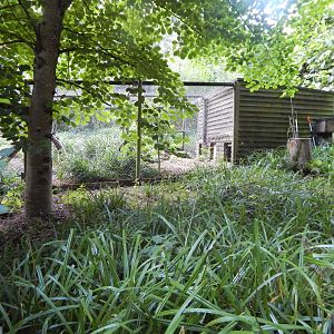 Northern lynx enclosure 020825