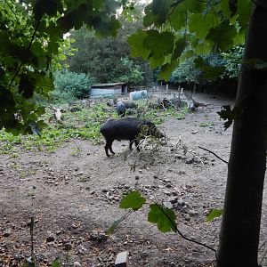 Central European wild boar enclosure 020825