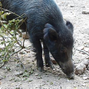 Central European wild boar 020825