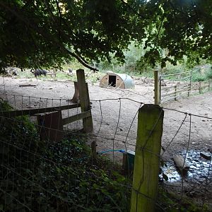 Central European wild boar enclosure 020825