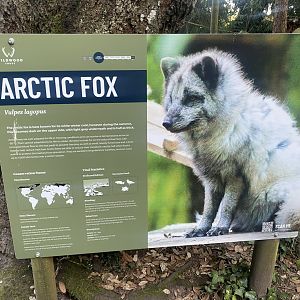 Arctic fox signage 020825