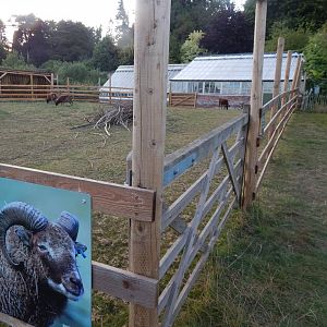 Soay sheep enclosure 020825