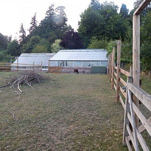 Soay sheep enclosure 020825