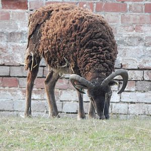 Soay sheep 020825