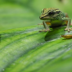 Electric blue day gecko : Whipsnade : 13 Jul 2025