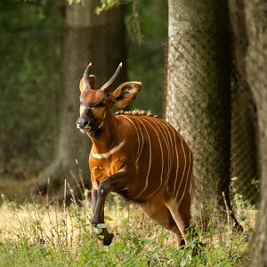 Bongo (Eastern bongo) : Whipsnade : 01 Aug 2025