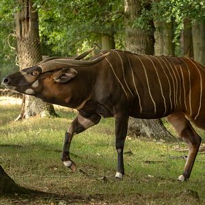 Bongo (Eastern bongo) : Whipsnade : 01 Aug 2025