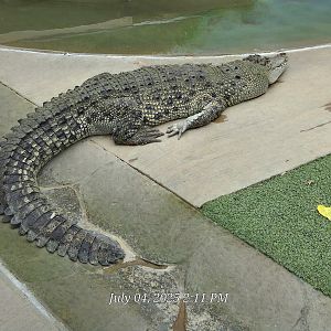 Can anyone identify this crocodile species?