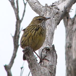 Striated Fieldwren