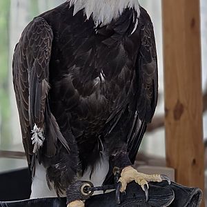 Bald Eagle - Reptile Gardens