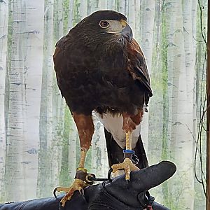 Harris's Hawk - Reptile Gardens