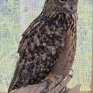 Eurasian Eagle Owl  - July 2025